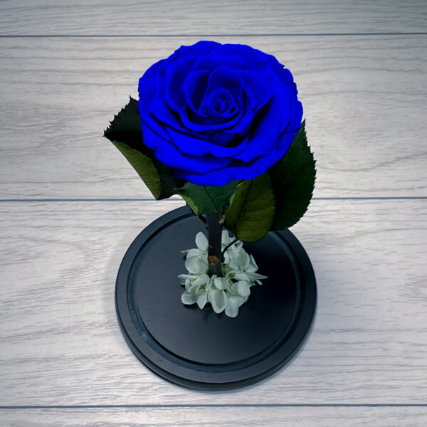 Trandafir Criogenat Albastru Cupola 25 cm Florarie Targoviste Livrare Flori Targoviste