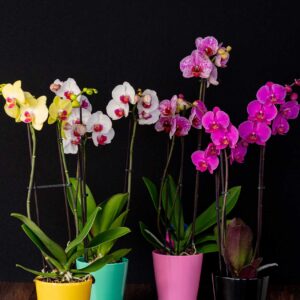 Pachet 3 x Orhidee Phalaenopsis (3 tije) + Cadou Vase ceramica