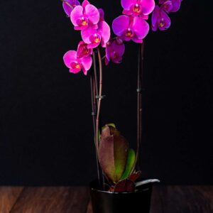 Orhidee Phalaenopsis Cyclam (3 tije) + Vas ceramica
