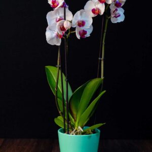 Orhidee Phalaenopsis Alba (3 tije) + Vas ceramica