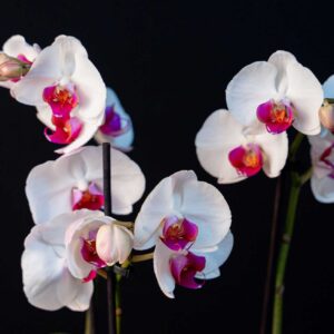 Orhidee Phalaenopsis Alba (3 tije) + Vas ceramica