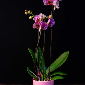 Orhidee Phalaenopsis Pink Bubbles + Vas ceramica