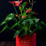 Anthurium Red Regal