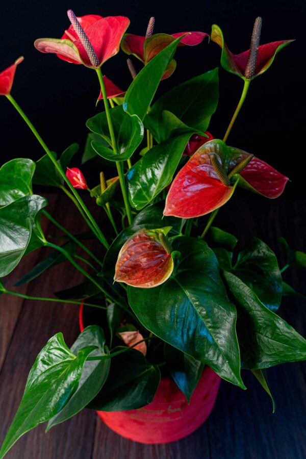 Anthurium Red Regal