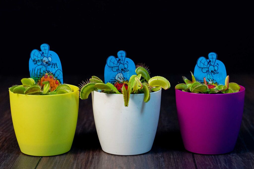 Plante carnivore Dionaea muscipula