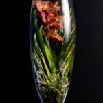 Orhidee Spectaculoasa Vanda Brown in Vas de sticla PREMIUM