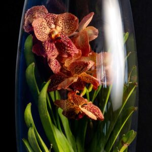 Orhidee Spectaculoasa Vanda Brown in Vas de sticla PREMIUM