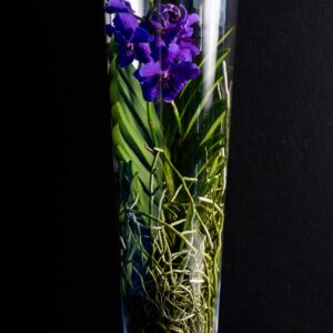 Orhidee Spectaculoasa VANDA DarkBlue in Vas de sticla PREMIUM