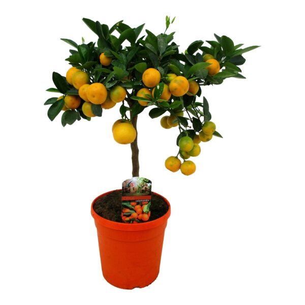 Arbore decorativ Citrus Calamondin 50 cm Florarie Targoviste Livrare Flori Targoviste