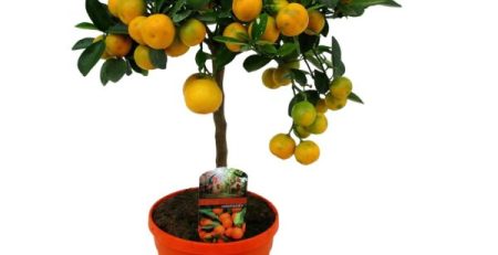 arbore citrus calamondin