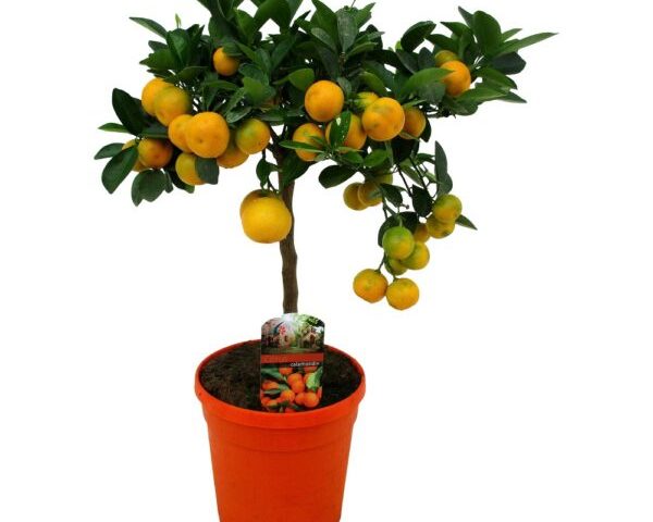 arbore citrus calamondin